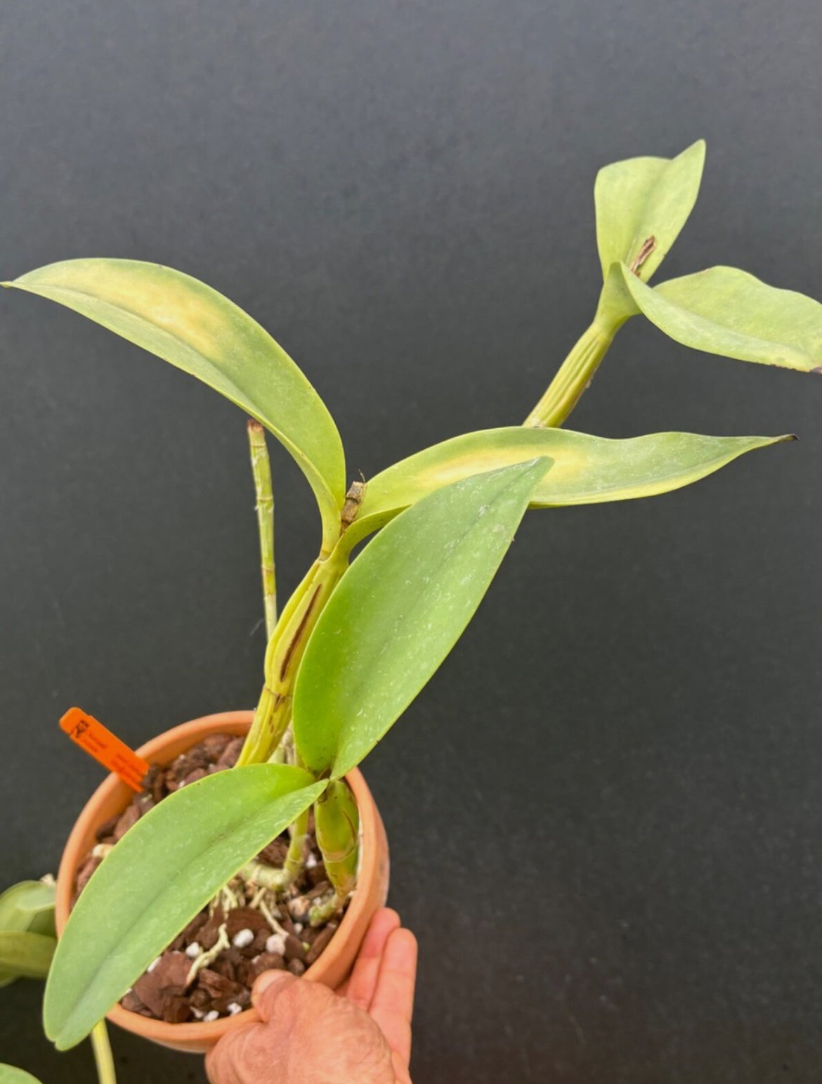 DIVISION Cattleya skinnerii ‘Olompali Orchids’ - top quality cultivar