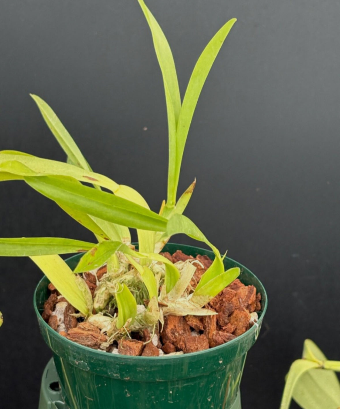 DIVISION Miltonia moreliana’Royal Flush’ AM/AOS