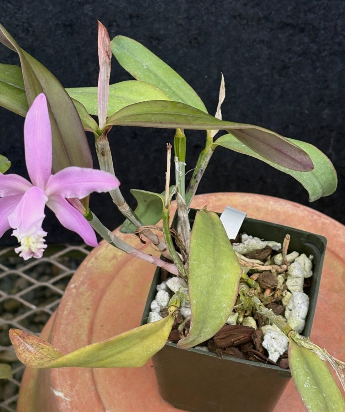 DIVISION - Cattleya kerry RARE - Blooming Size