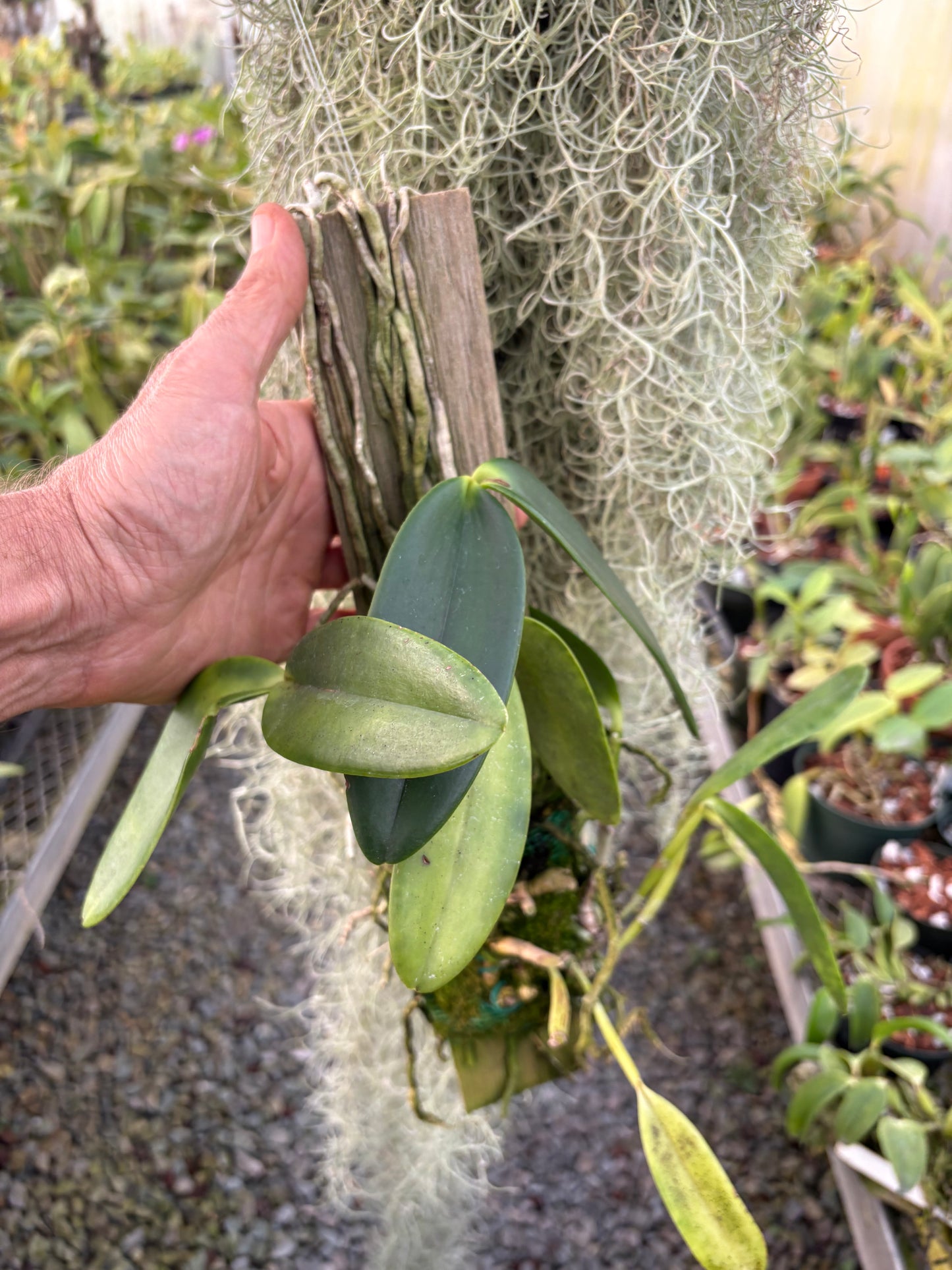Cattleya harrisoniana - mounted