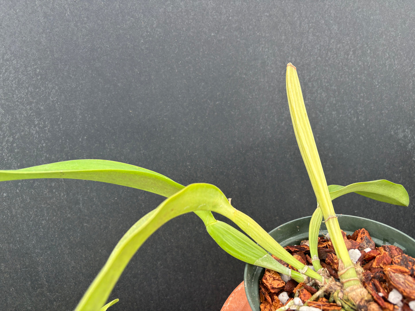 DIVISION Cattleya labiata roxo-bispo rosada clara ‘Jacy Barbosa’ - DIV. Of original plant!!!