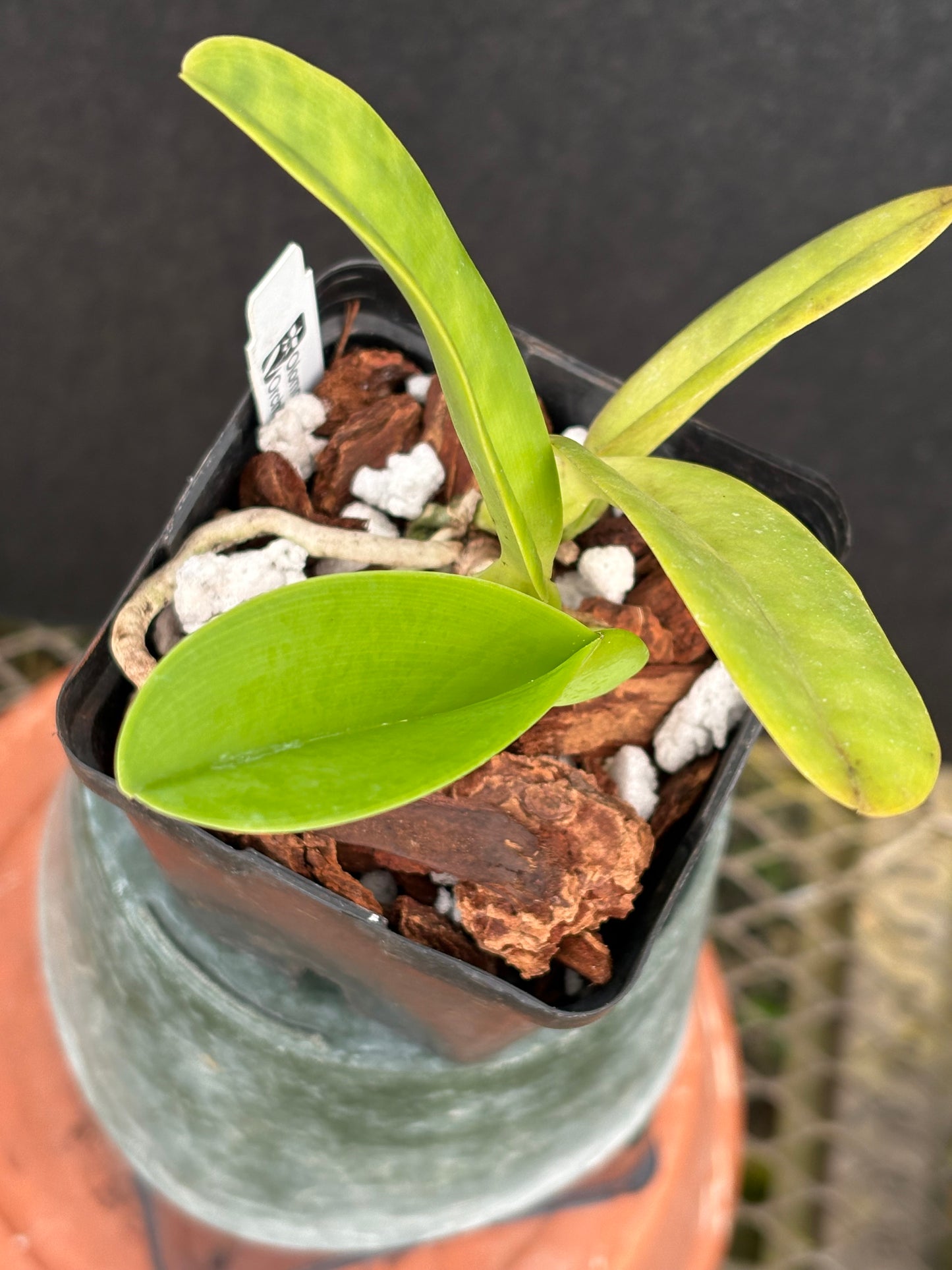 Cattleya warnerii pérola rubra ‘Itamogi’ - Division