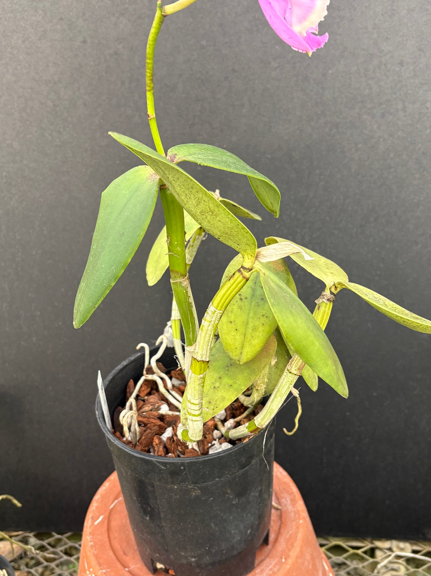 Cattleya loddigesii ‘Drewi’ - Blooming size division!!!