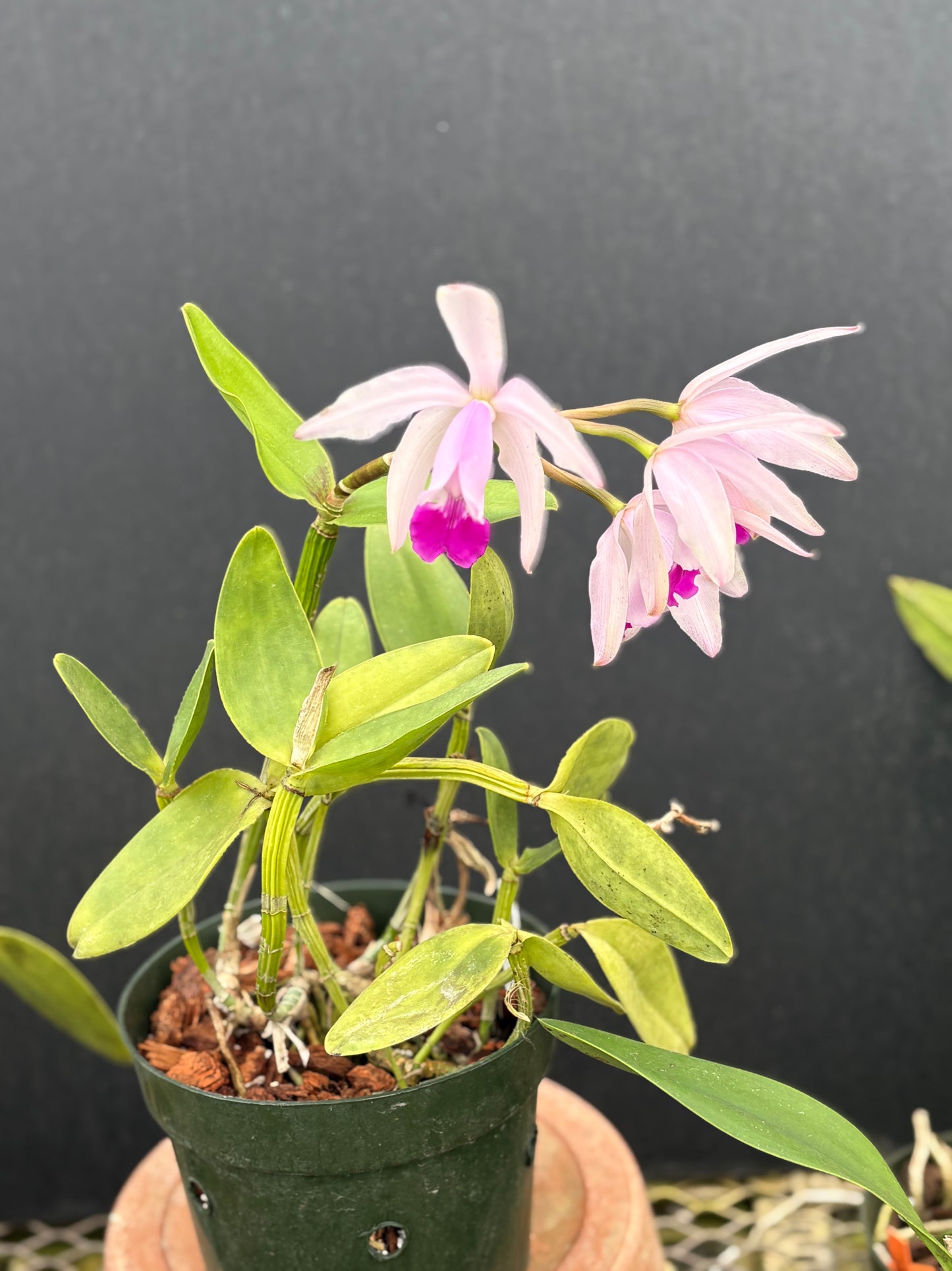 Cattleya intermedia ‘Cincāo’ division, blooming size