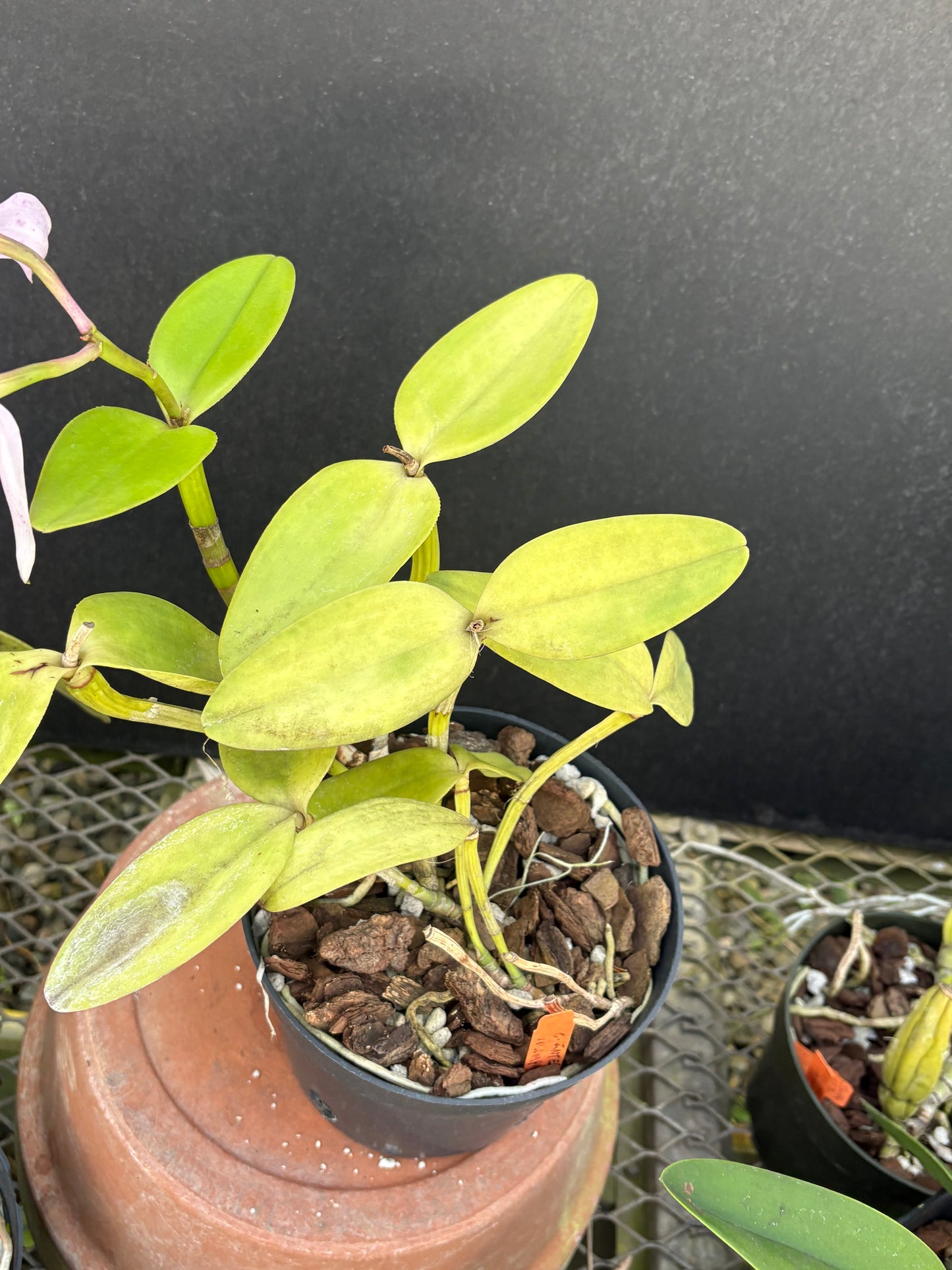 Cattleya intermedia orlata ‘Olompali’s Torben - blooming size plant