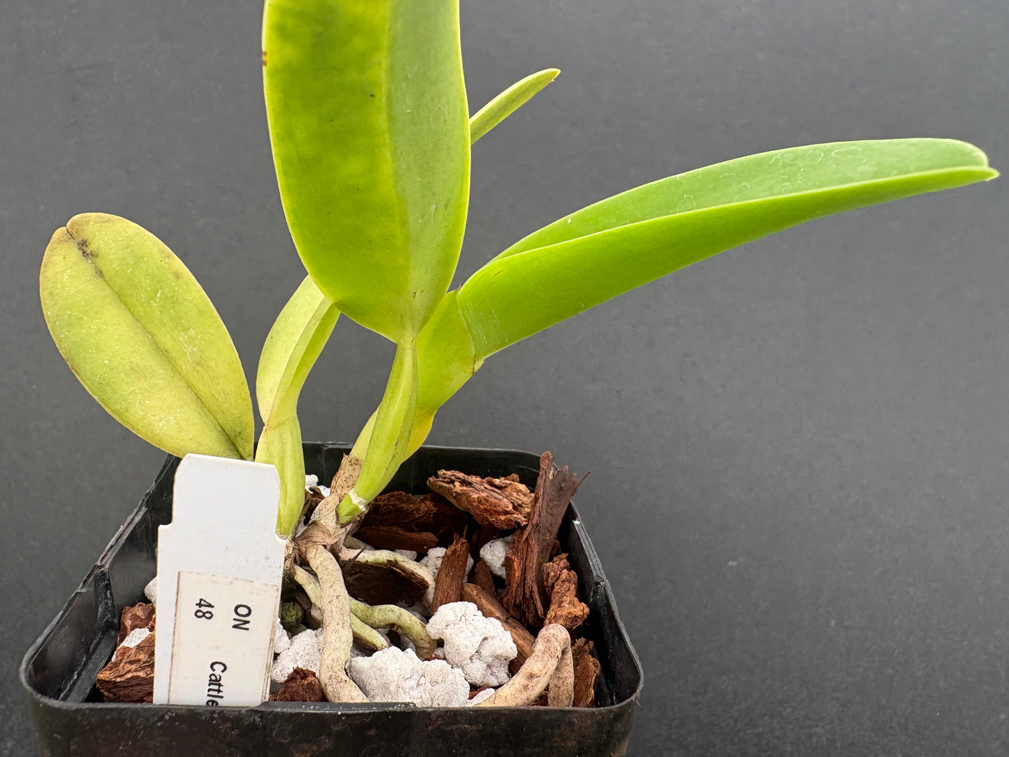 Cattleya warnerii ‘Itamogi’ - division of original plant