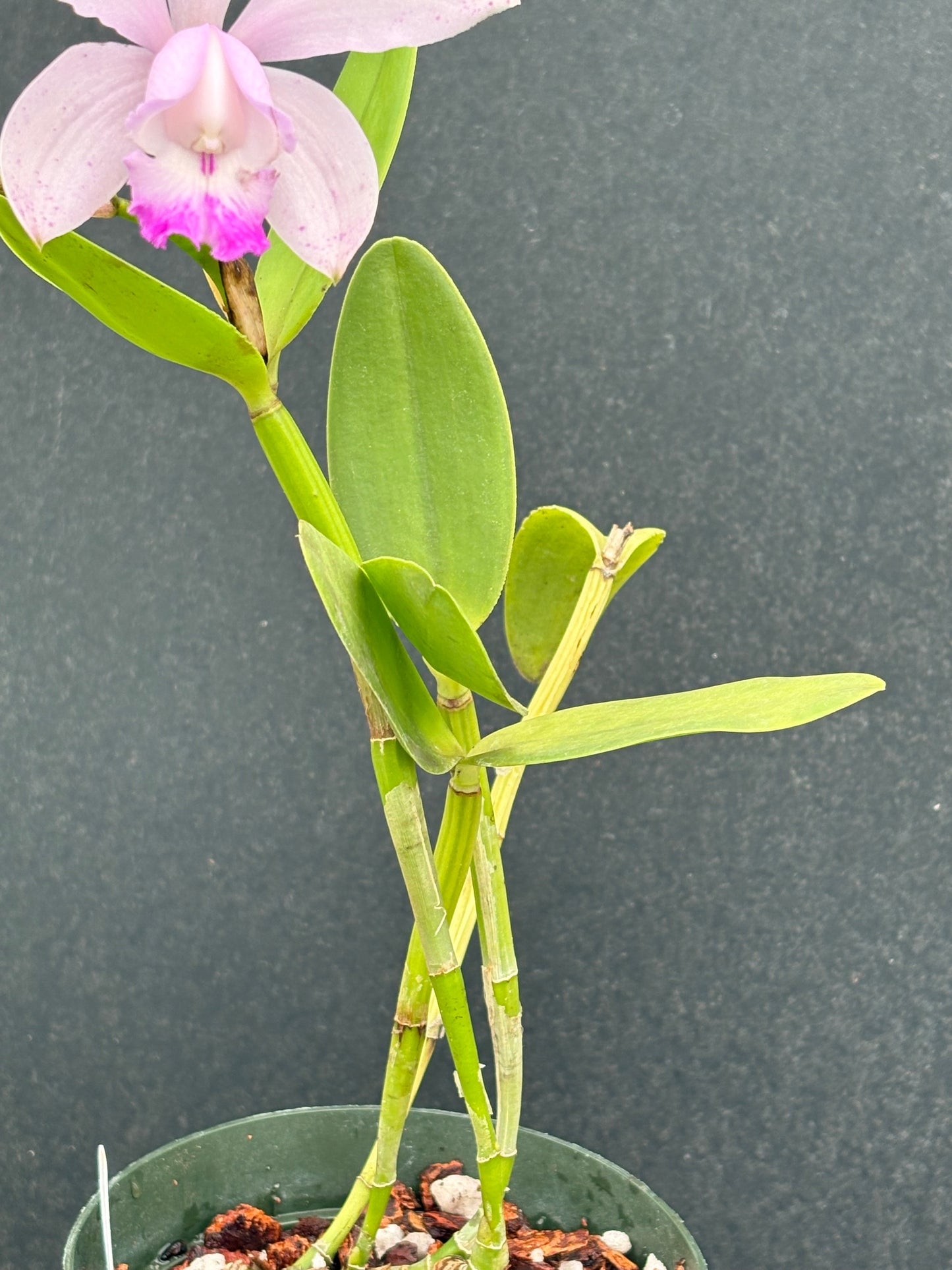 Cattleya intermedia multiforme punctata ‘Neta do Tenente’ - blooming size division