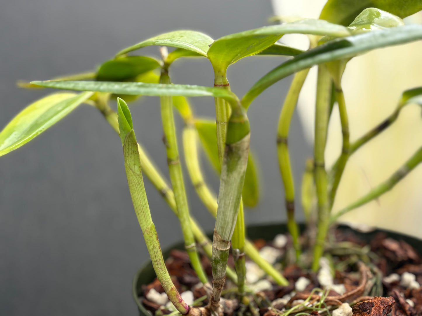 Cattleya intermedia ‘FDP1’ - two lead, nice size plant