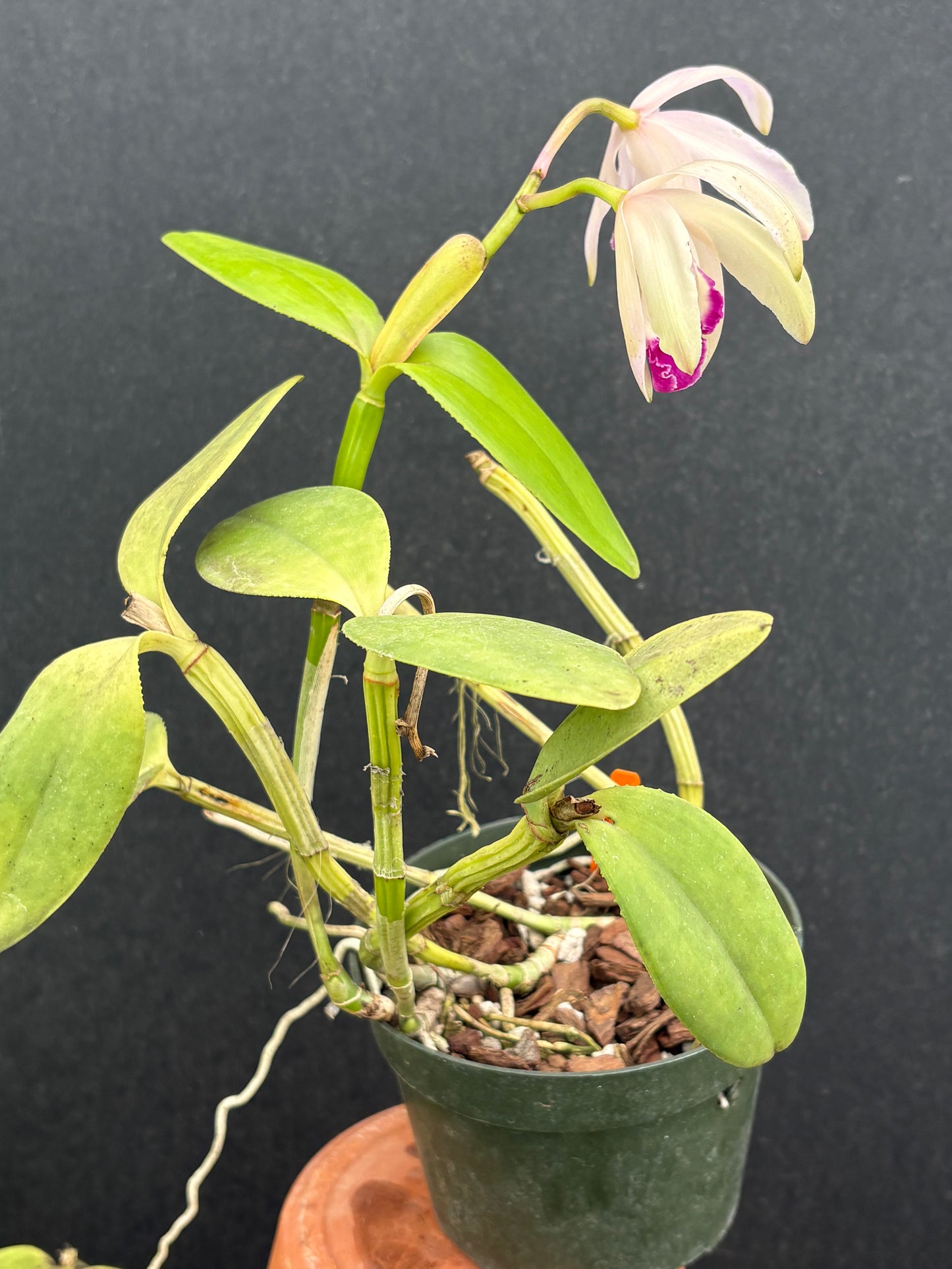 Cattleya intermedia marginata ‘De Paula’ - blooming division