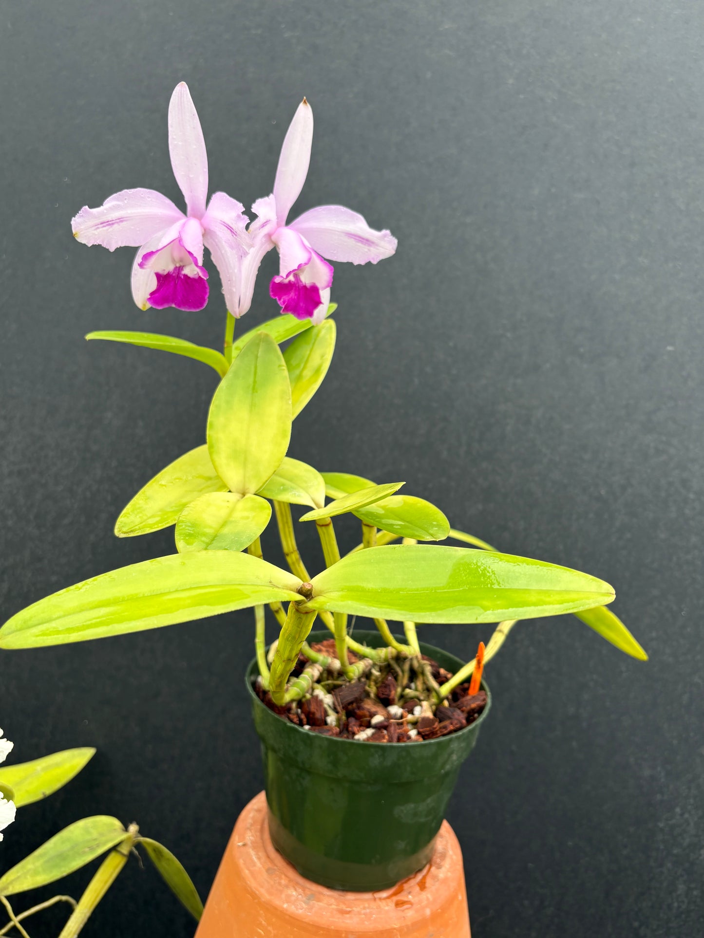 Cattleya intermedia flamea marginata ‘Albertinho’ - blooming size division