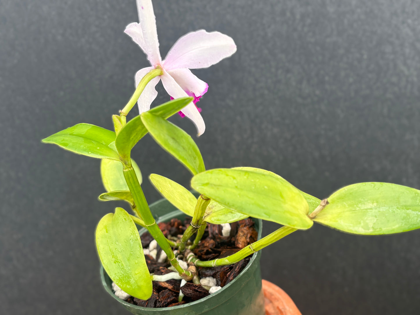 Cattleya intermedia ‘Zicada’ - blooming size division