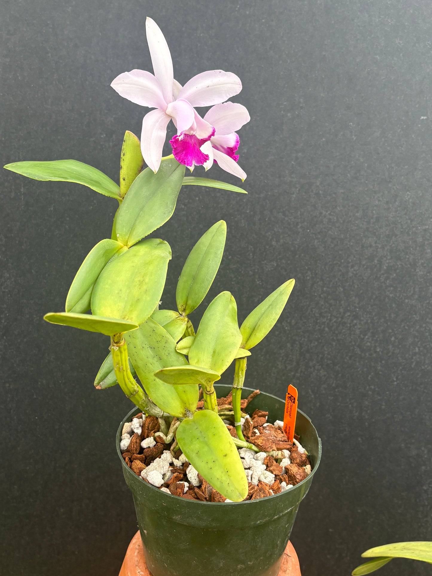 Cattleya intermedia ‘Escadaria’ - blooming size division