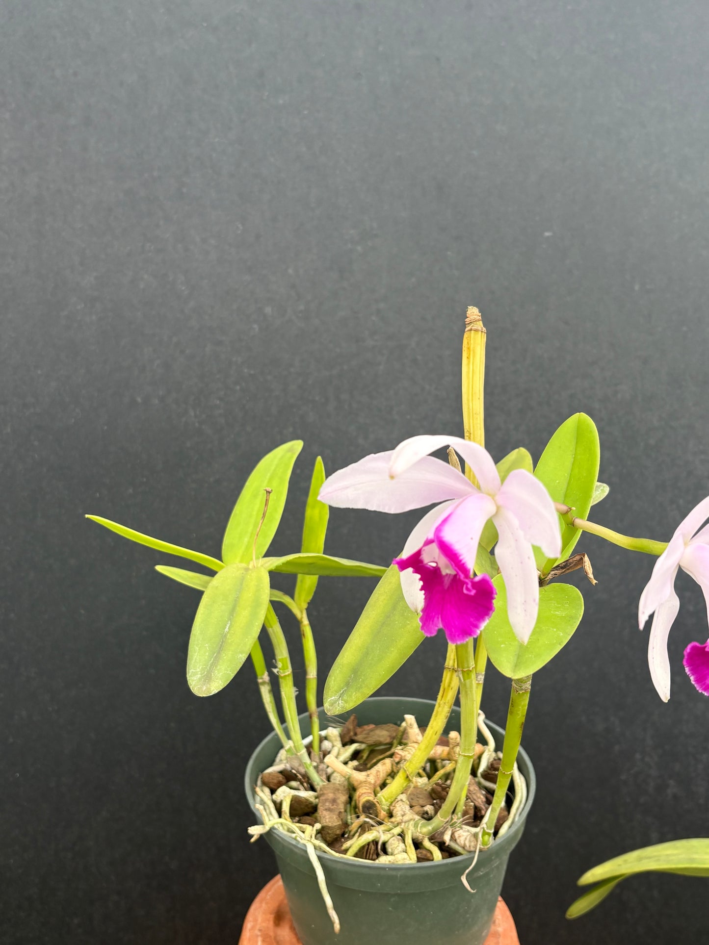 Cattleya intermedia orlata’Paineira Grande’ - blooming size division, two leads