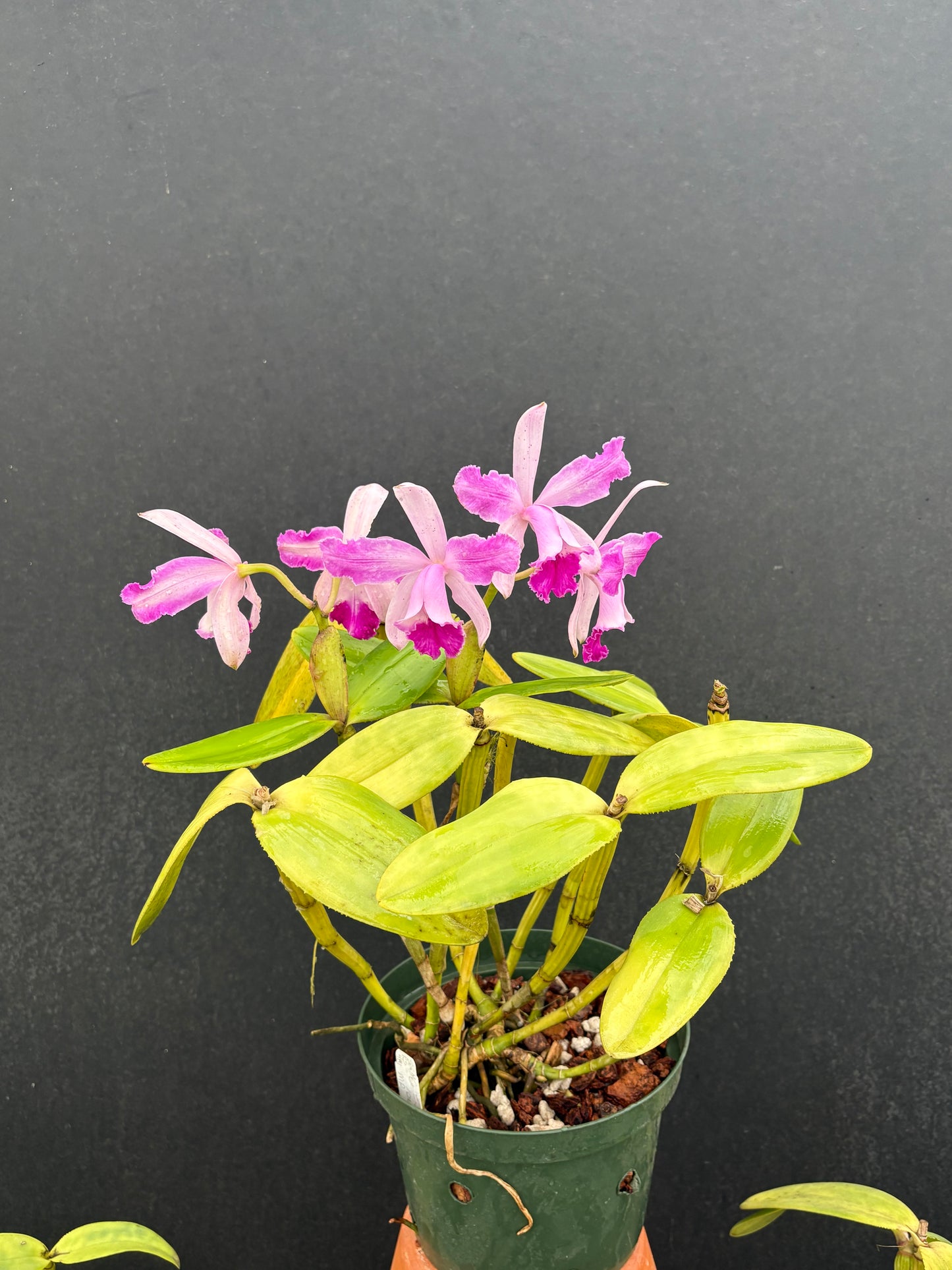Cattleya intermedia flamea ‘Olompali Kip’ - two lead division