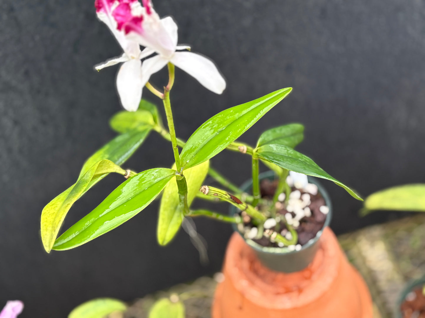 Cattleya intermedia Aquinii vinicolor ‘Pacaembu’ - BLOOMING size division