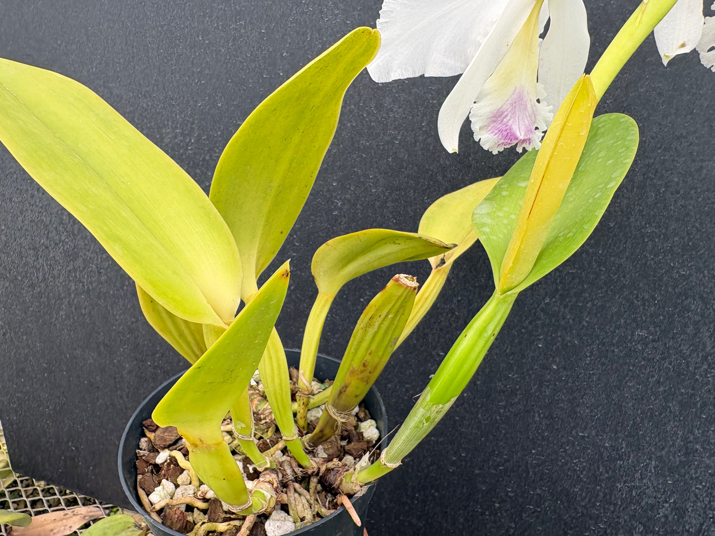 Cattleya warnerii ‘Olompali’s Isaura’ - established blooming size division