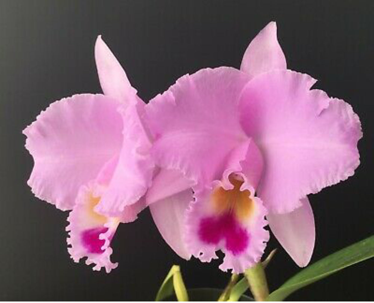 Cattleya trianae ‘SFG Dinasty’ x self