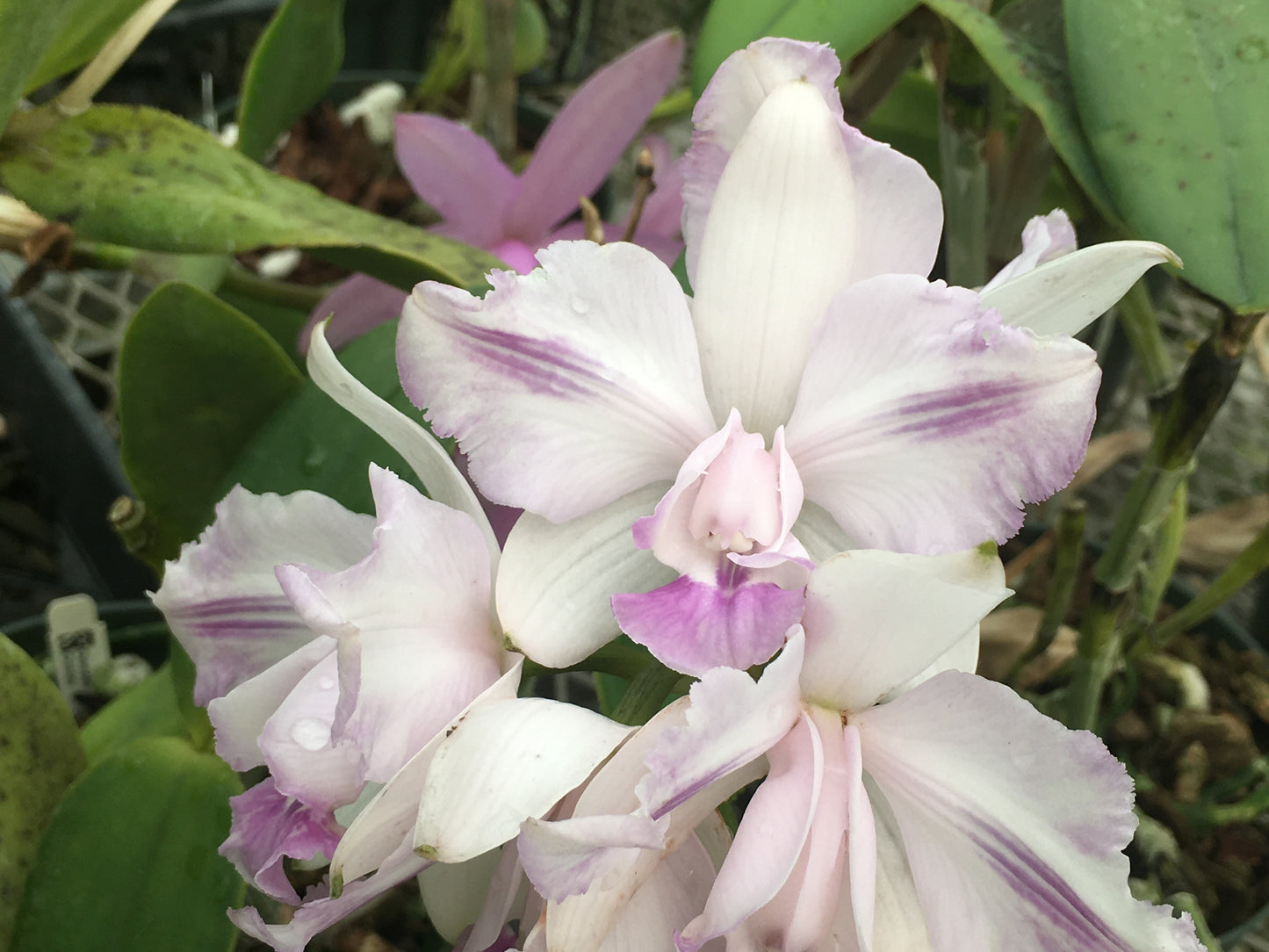 Cattleya intermedia coerulea breeding