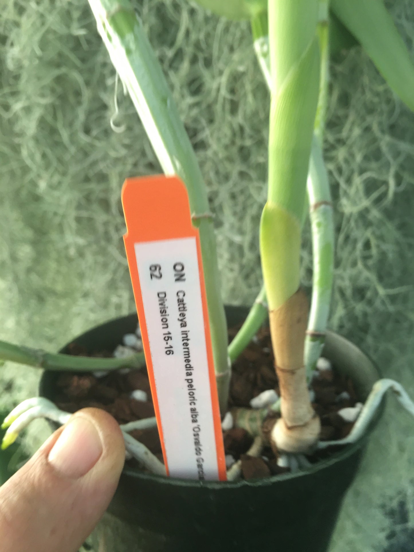 Cattleya intermedia alba peloric ‘Osvaldo Garcia’