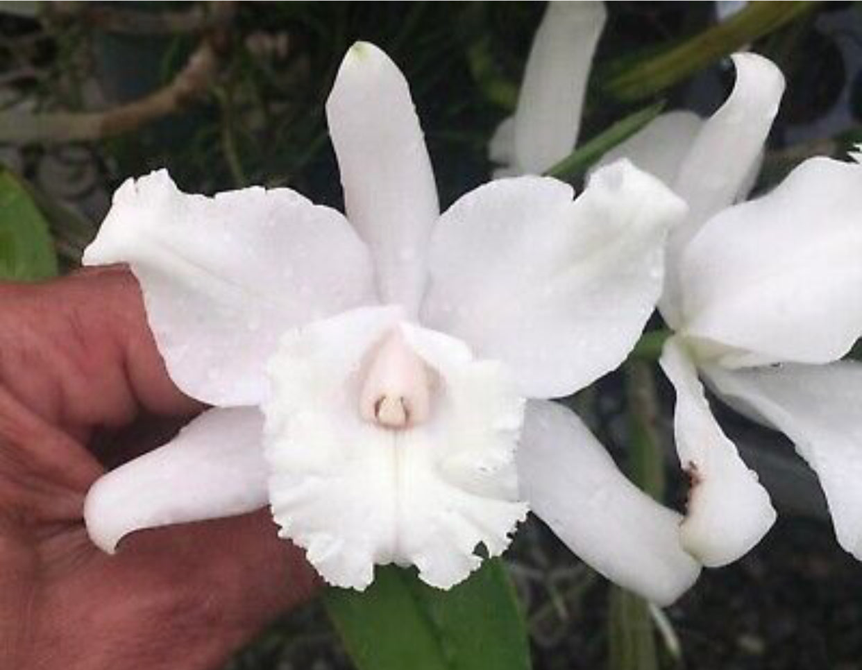 Cattleya intermedia alba peloric ‘Osvaldo Garcia’