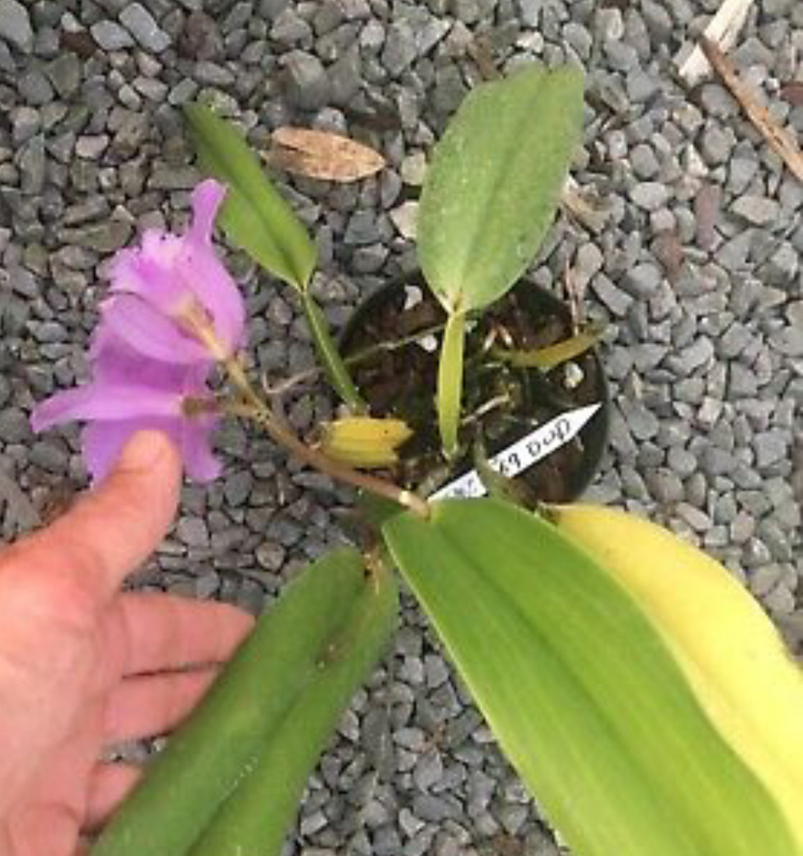 C. labiata concolor ‘’Olompali’s Recôncavo’