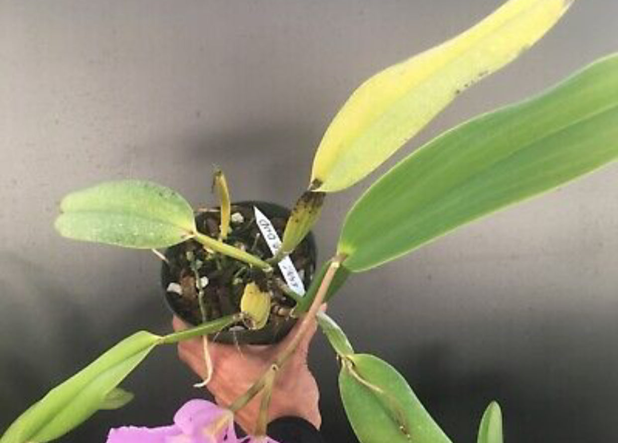 C. labiata concolor ‘’Olompali’s Recôncavo’