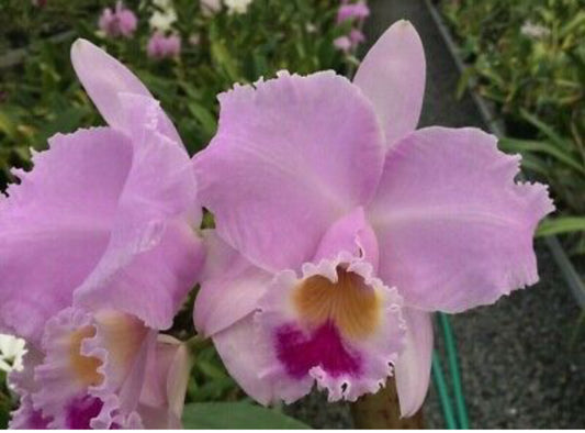 Cattleya trianae line breeding