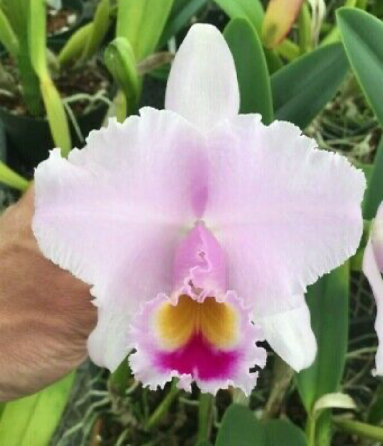 Cattleya trianae line breeding