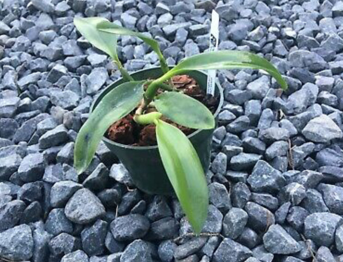 Laelia dayana coerulea 'Bodega Sky'