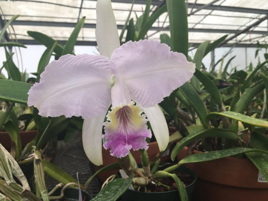 Cattleya lueddenmanniana coerulea ‘Blue Note x Cattleya lueddenmanniana ‘Azul Pastel’