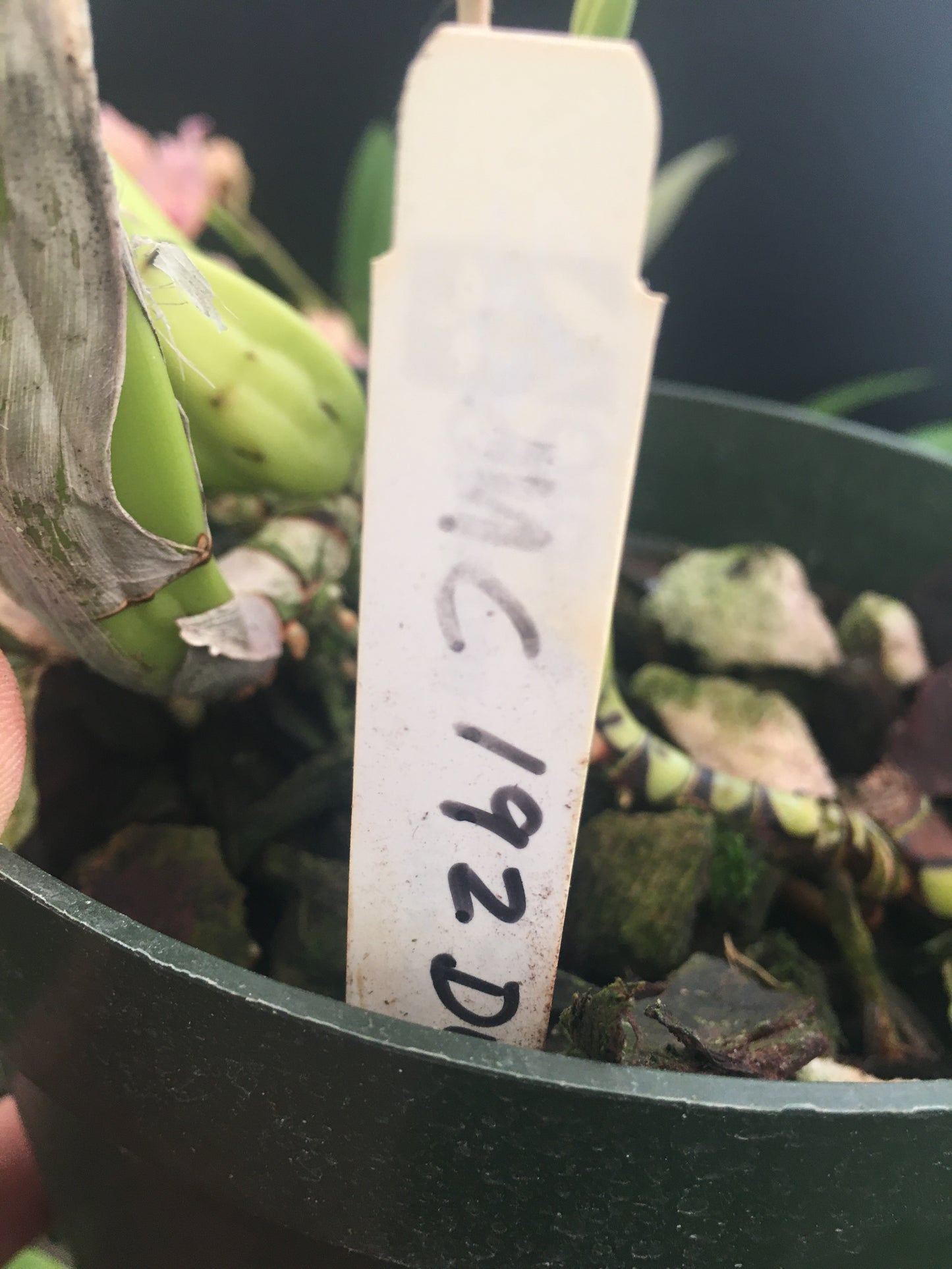 Laelia anceps division