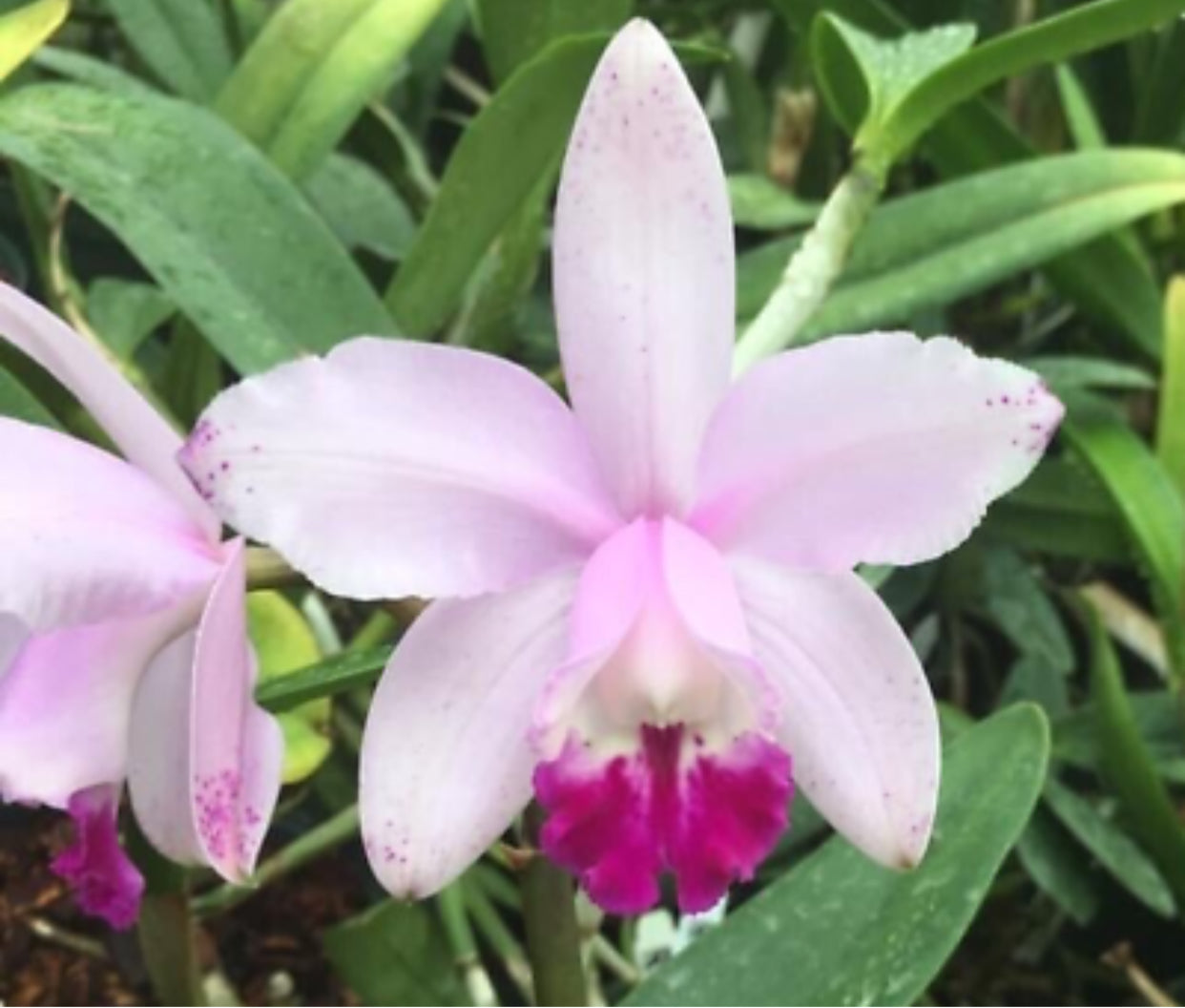 Cattleya intermedia - line breeding