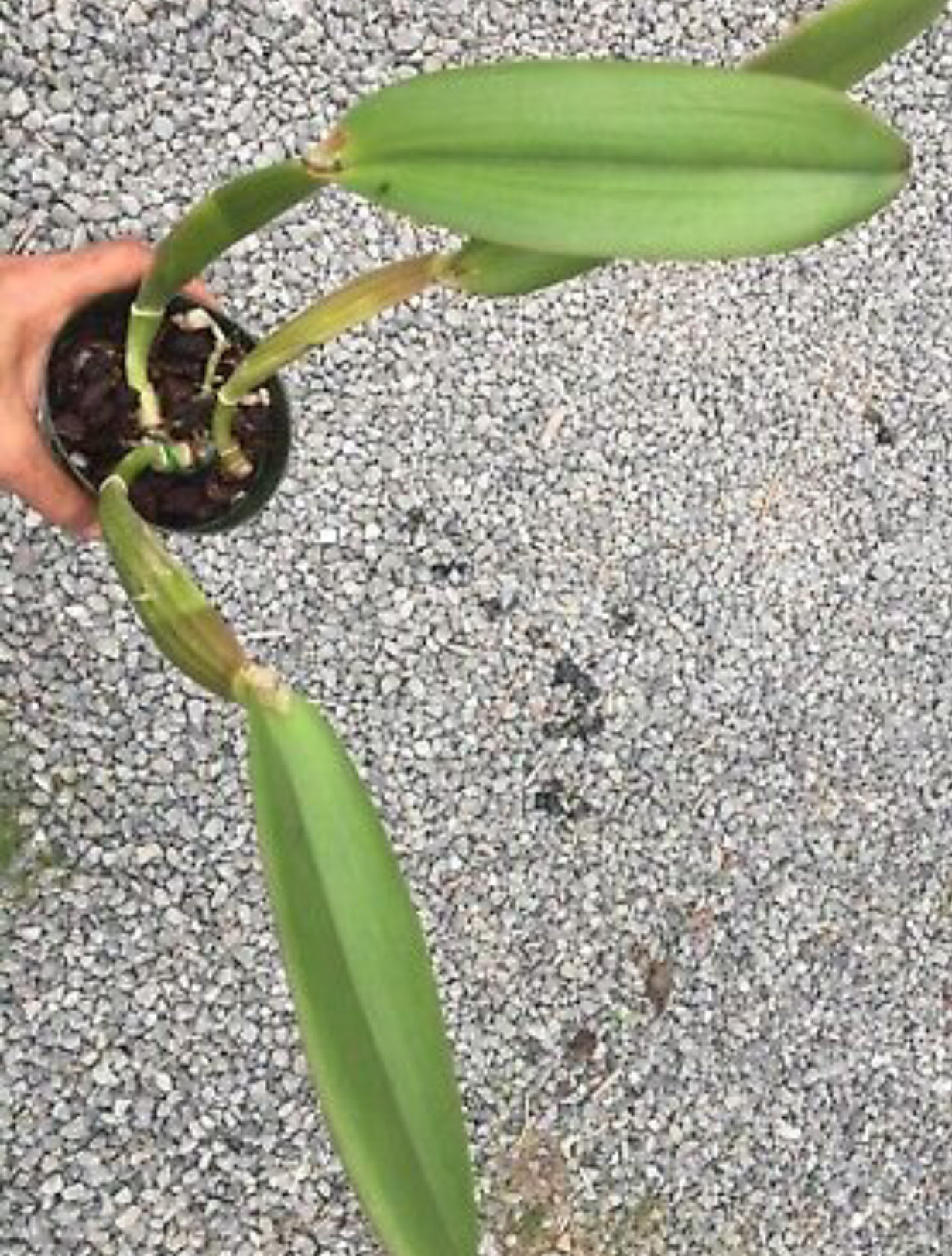 Cattleya labiata rubra flamea ‘Calico’ - DIVISION