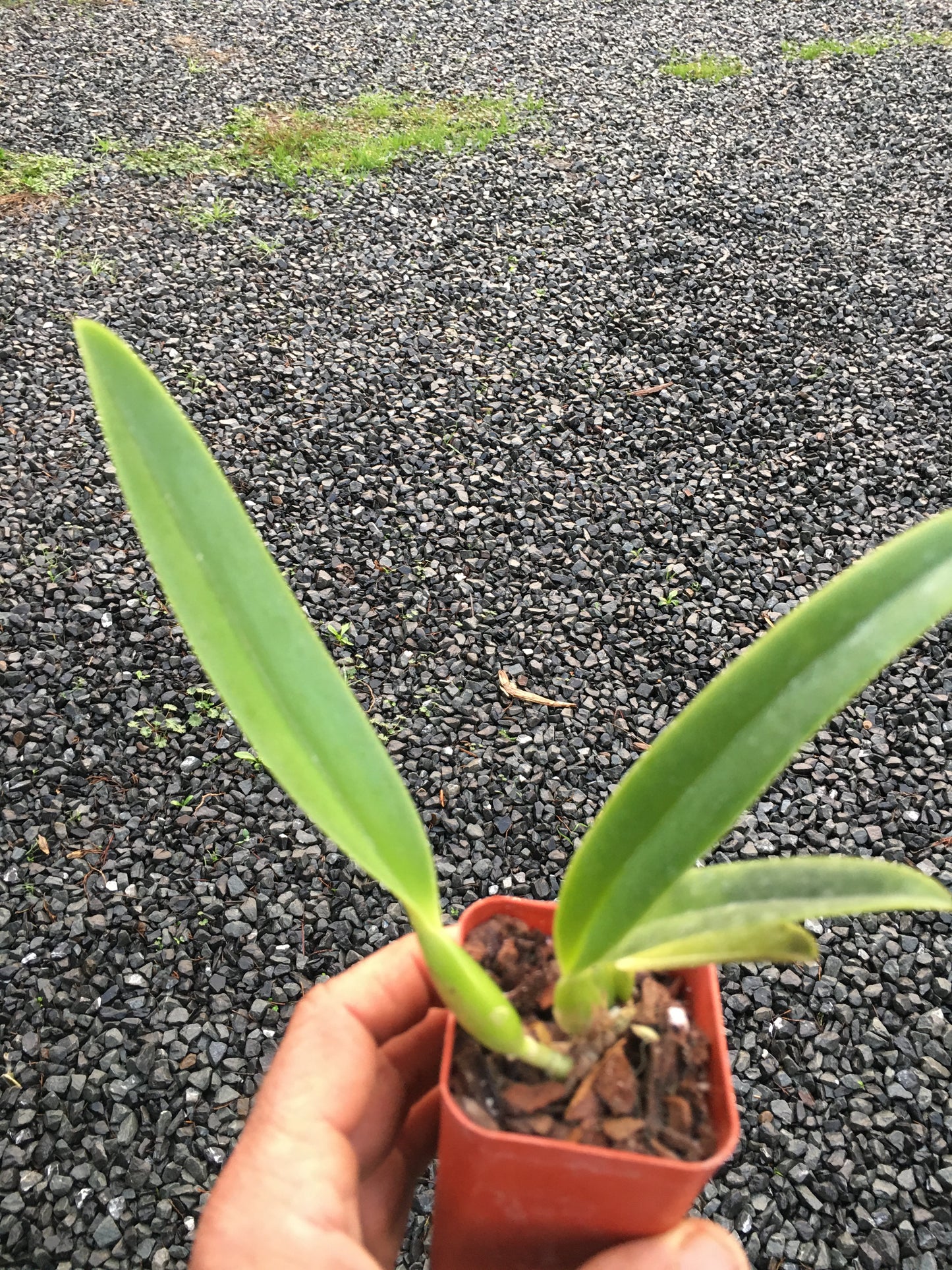 Cattleya percivaliana alba ‘Geyser Peaks’ x self