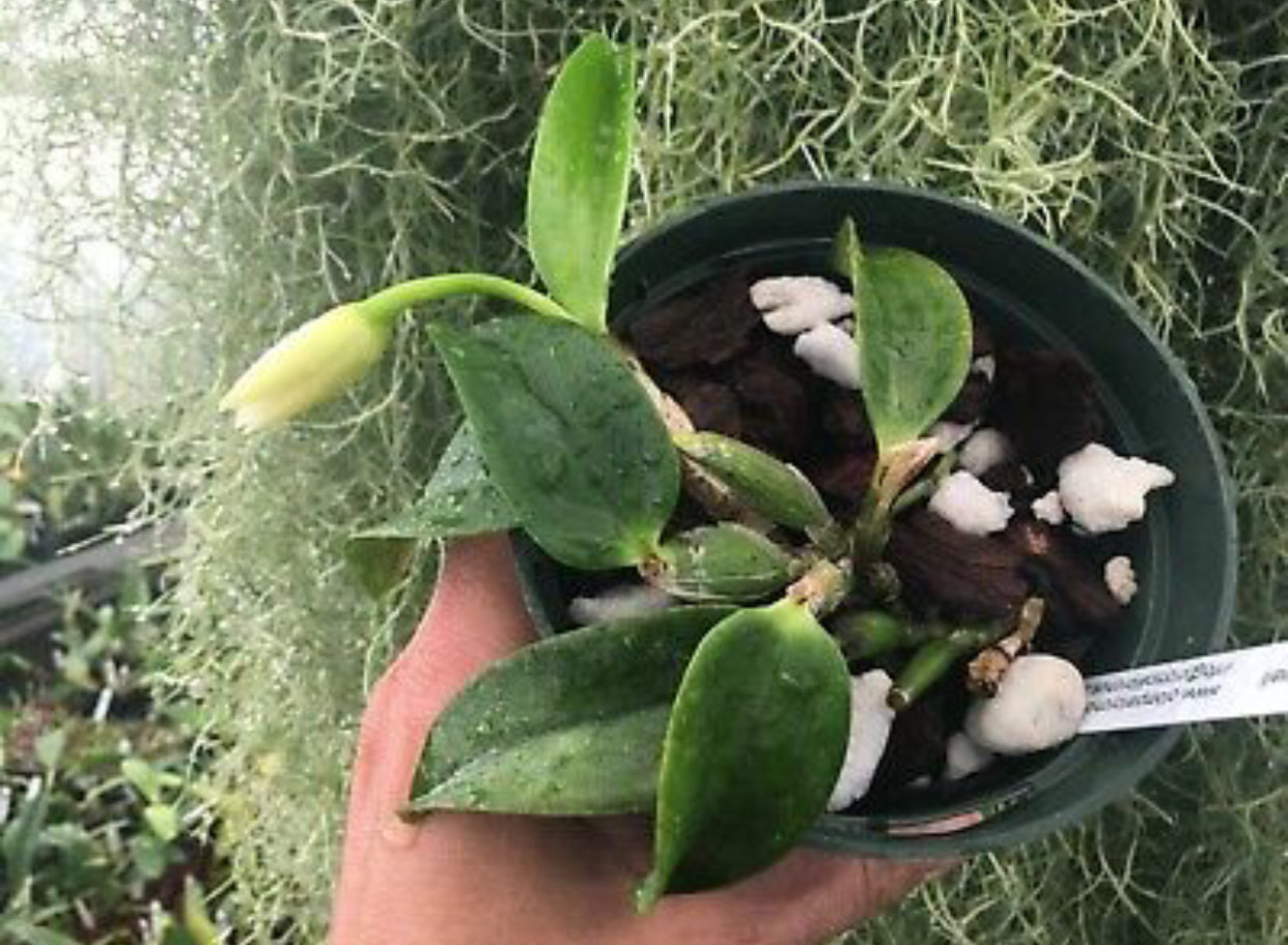 Laelia alaorii albescens ‘Porto Seguro’