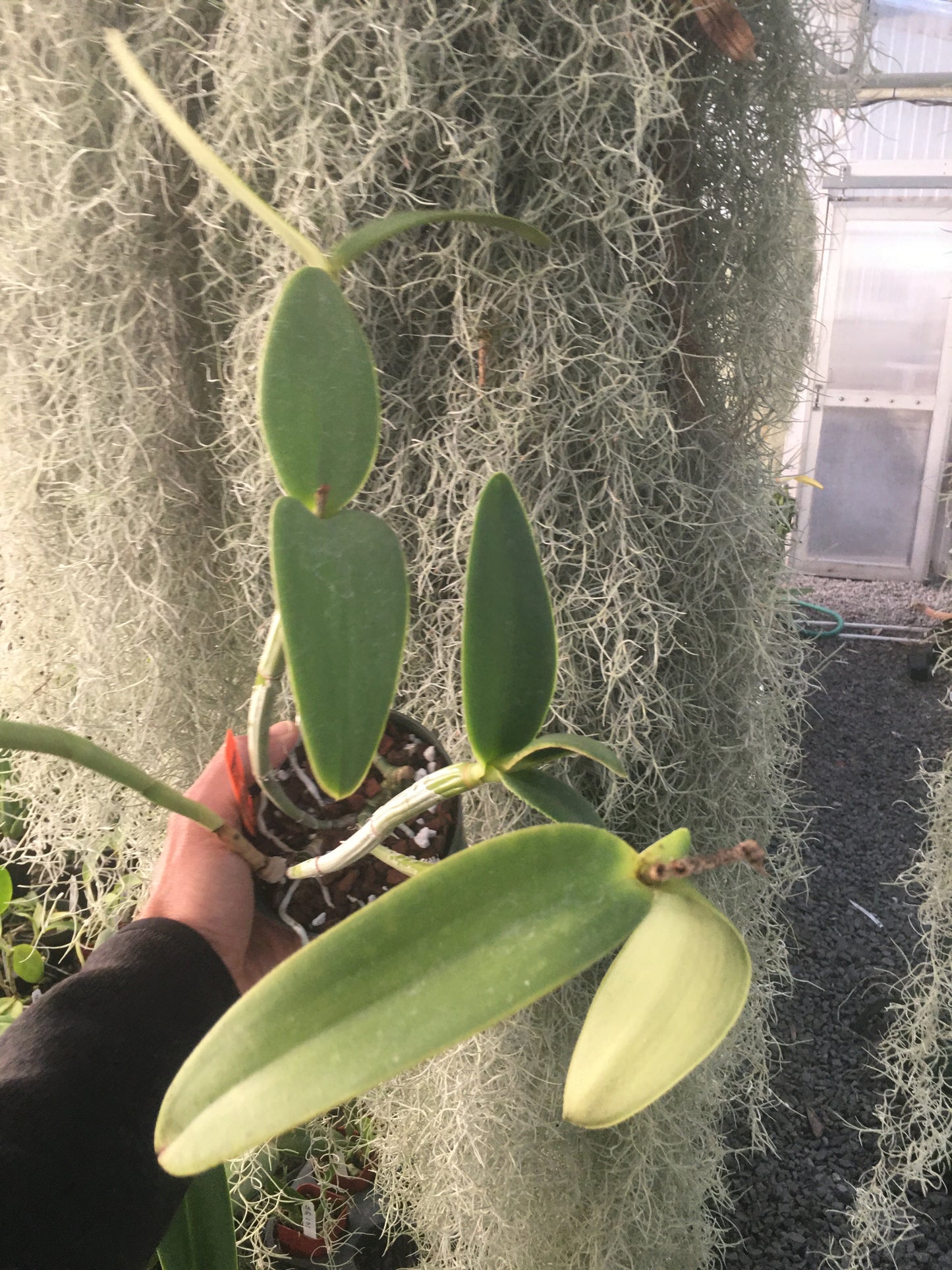 Cattleya intermedia alba peloric ‘Osvaldo Garcia’