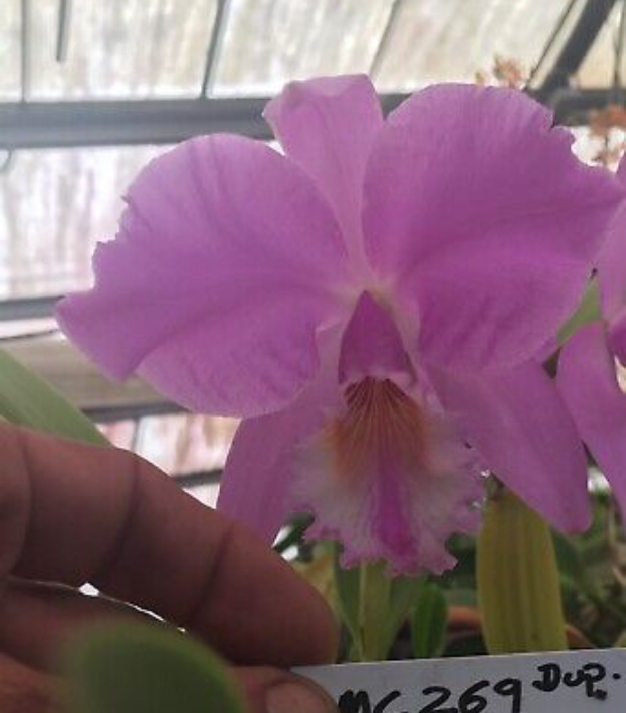 C. labiata concolor ‘’Olompali’s Recôncavo’