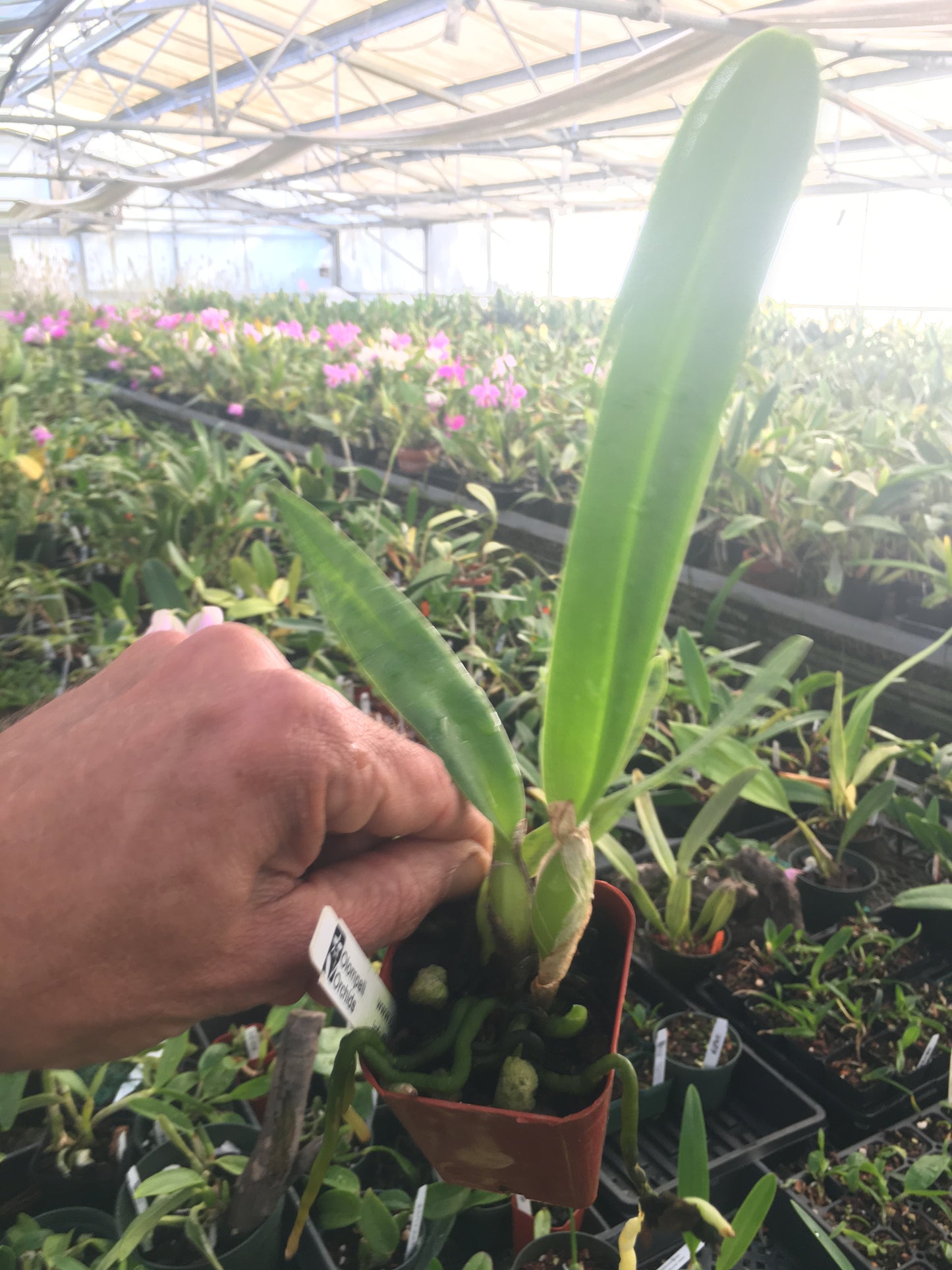 Cattleya trianae ‘SFG Dinasty’ x self