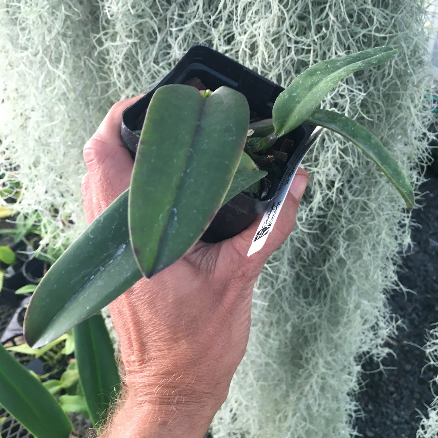 Cattleya labiata rosada roxo-bispo lineato - high quality breeding
