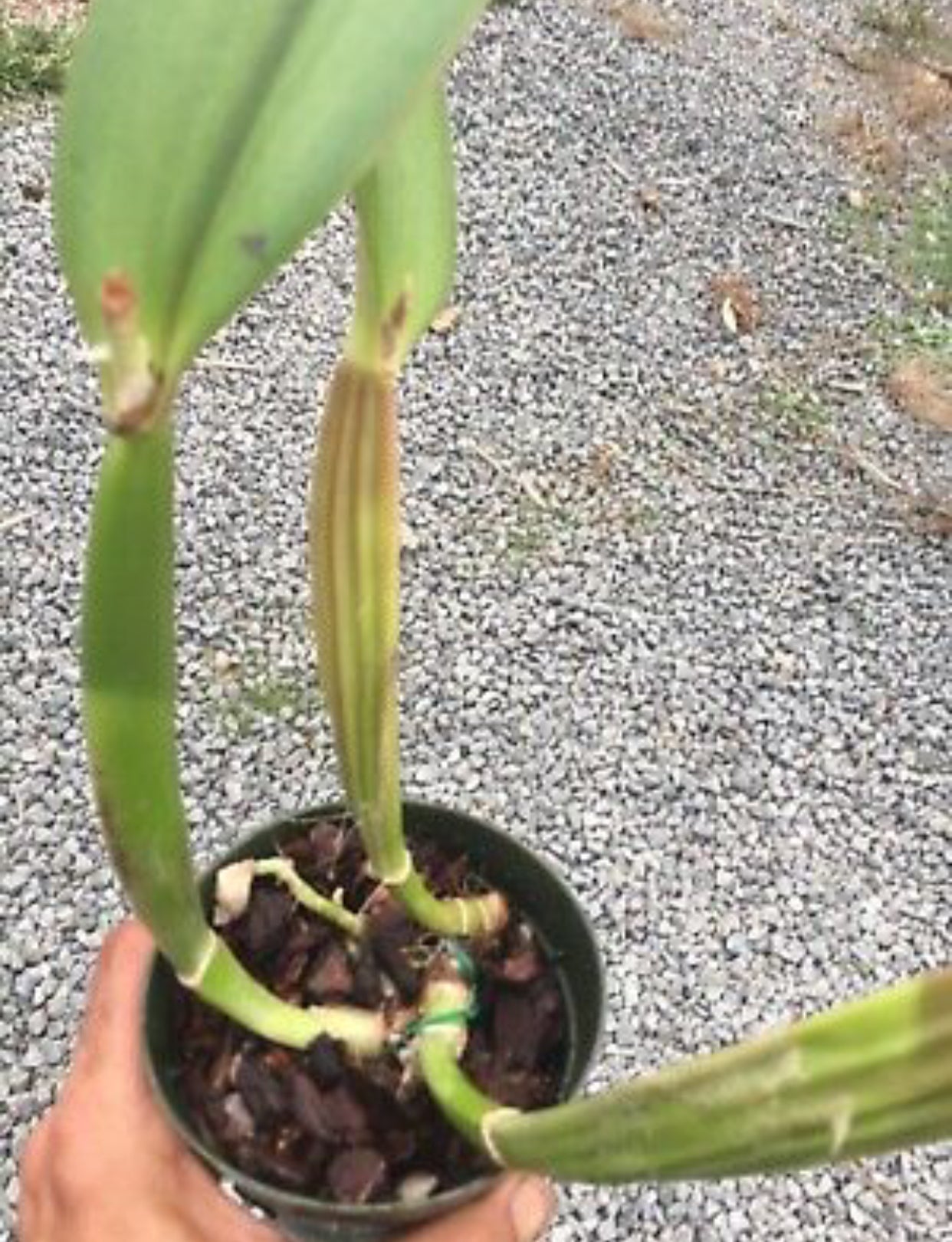Cattleya labiata rubra flamea ‘Calico’ - DIVISION