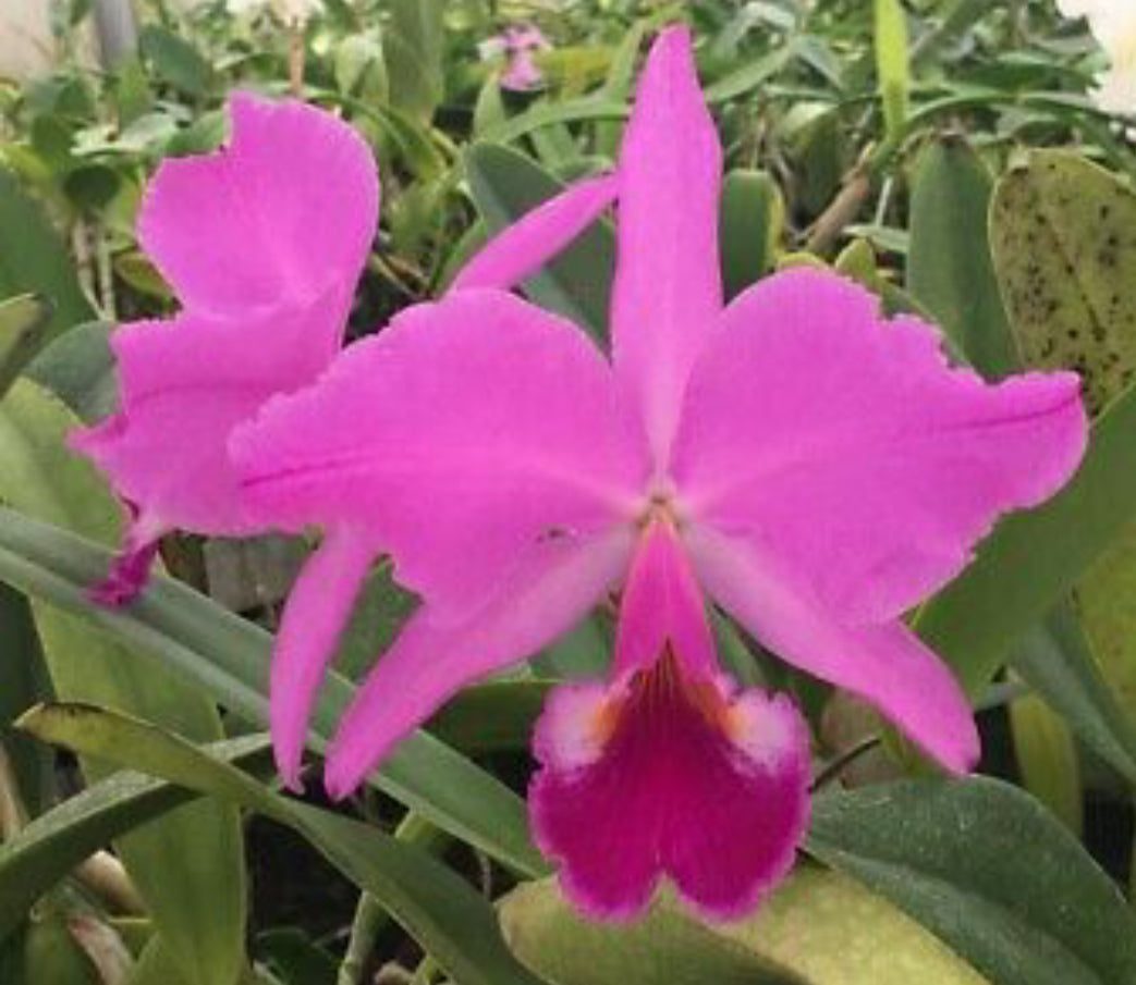 Cattleya labiata rubra flamea ‘Calico’ - DIVISION
