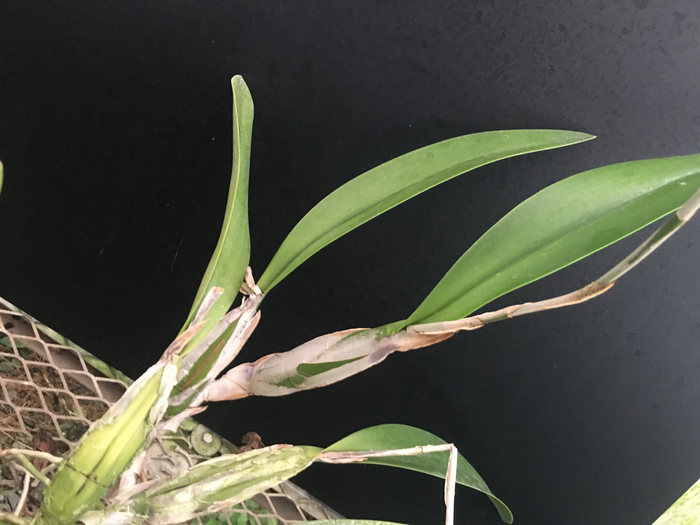 Laelia anceps ‘Tsunami’ DIVISION