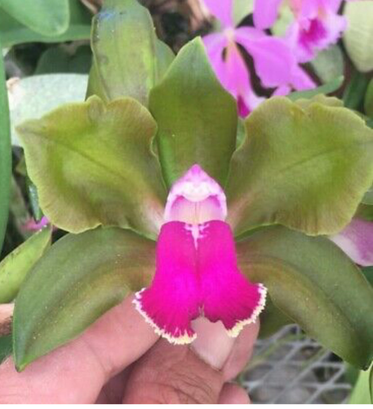 Cattleya bicolor semi-alba marginata 'Ruby Emerald' x Cattleya bicolor coerulea