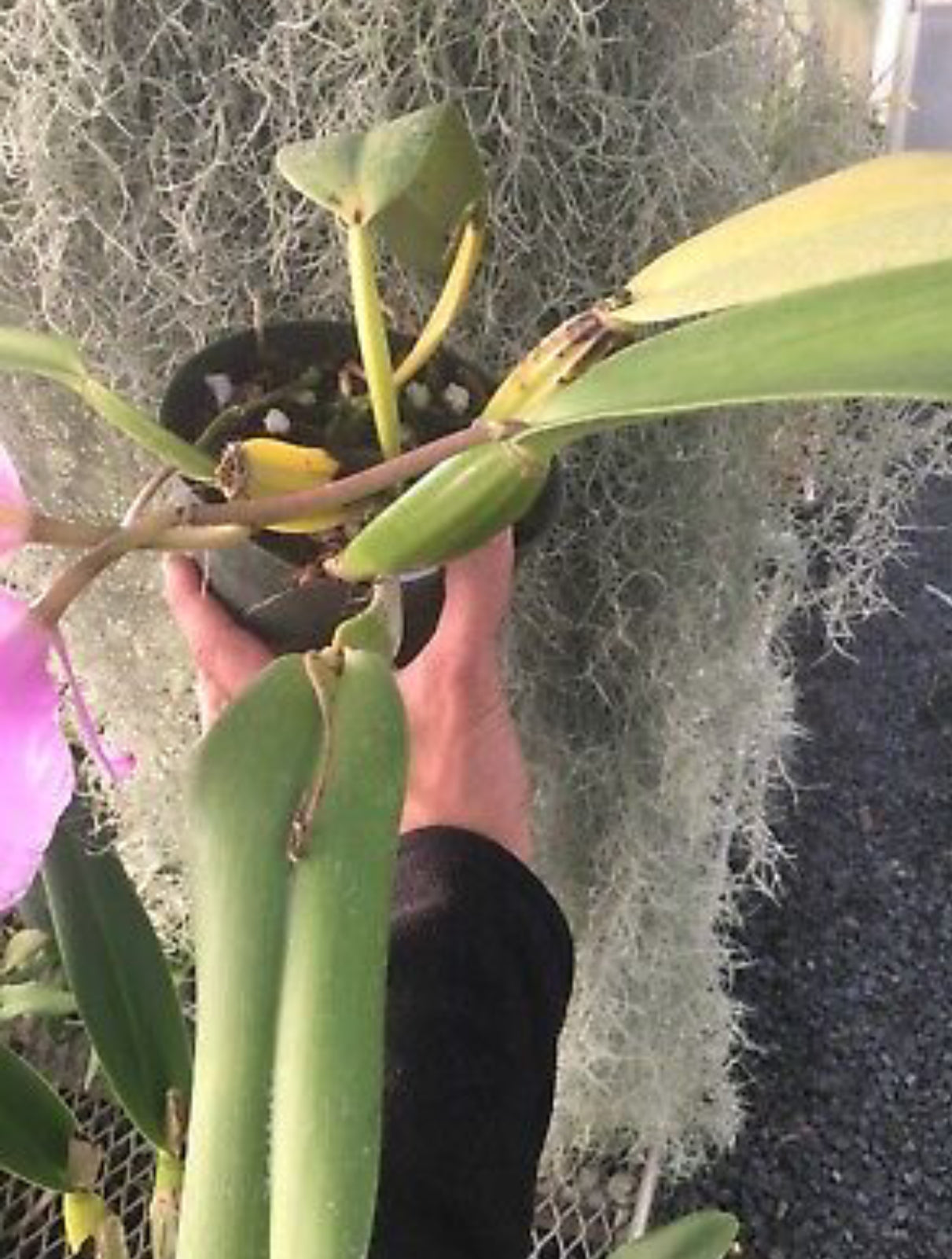 C. labiata concolor ‘’Olompali’s Recôncavo’