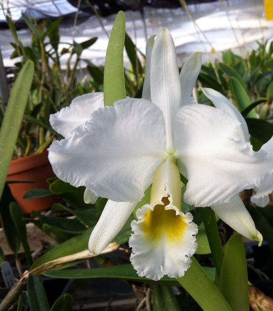 Cattleya percivaliana alba ‘Geyser Peaks’ x self