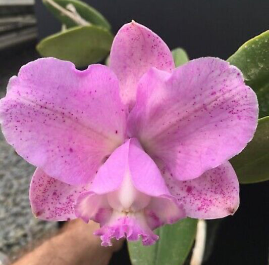 Cattleya loddigesii rubra puntacta 'Alceu Berger' 4N strain