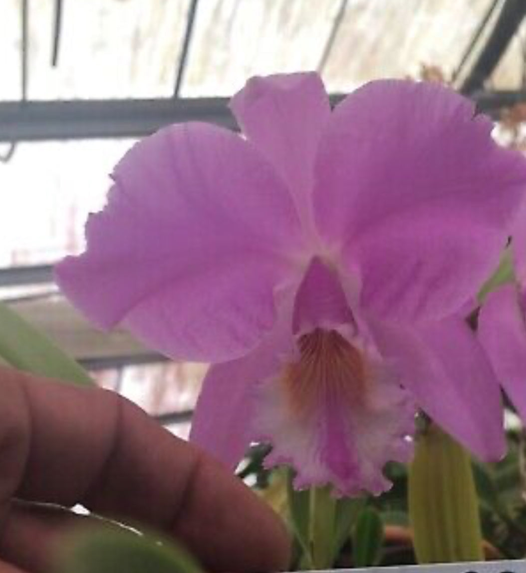 C. labiata concolor ‘’Olompali’s Recôncavo’