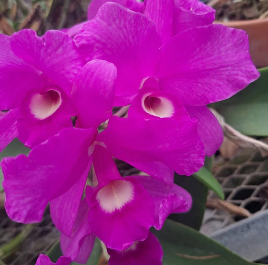 DIVISION Cattleya skinnerii ‘Olompali Orchids’ - top quality cultivar