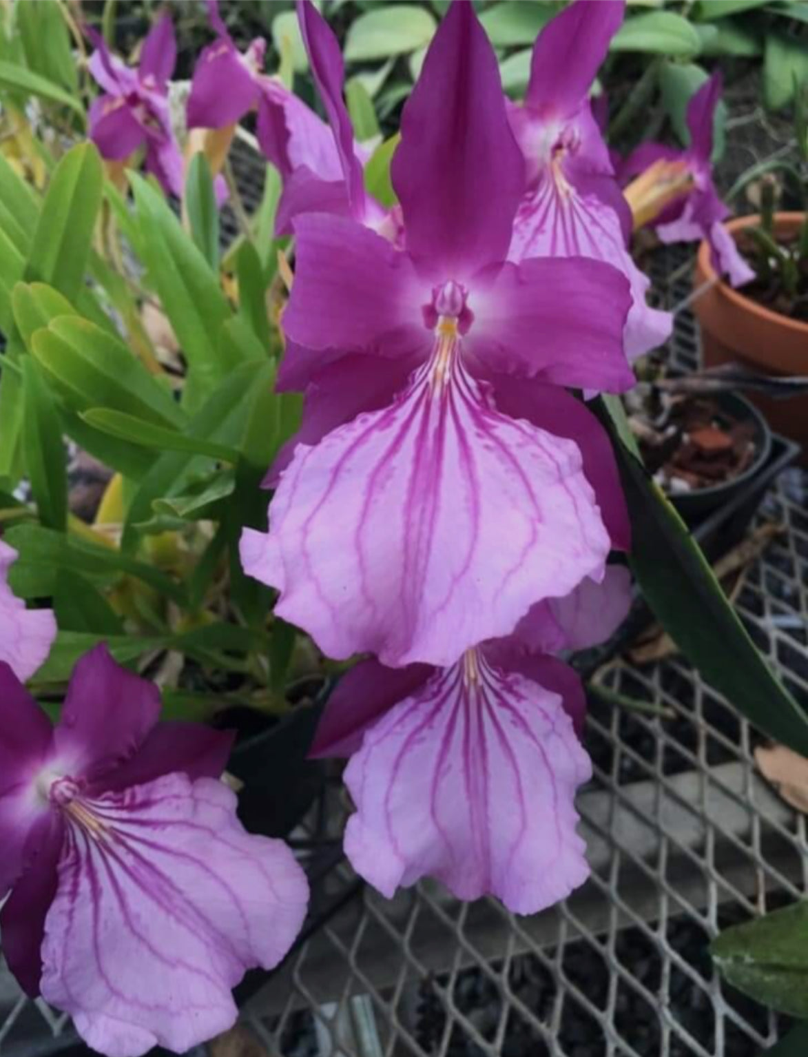 DIVISION Miltonia moreliana’Royal Flush’ AM/AOS