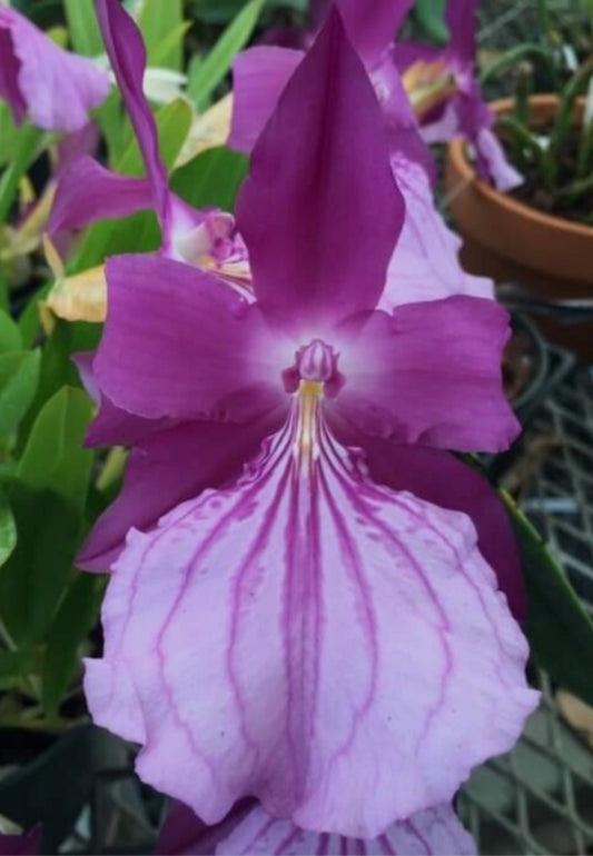 DIVISION Miltonia moreliana’Royal Flush’ AM/AOS